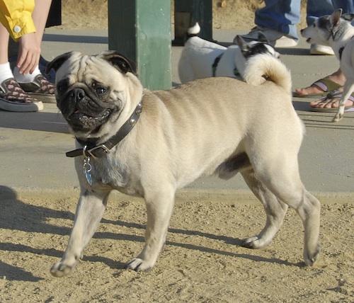 Mountain View Dog Park May 20, 2007