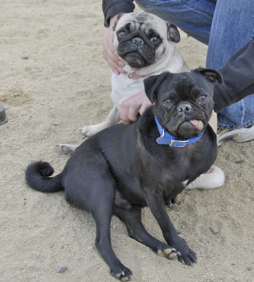 June 3, 2007 Mountain View Dog Park