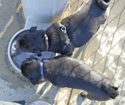 Mountain View Dog Park May 20, 2007