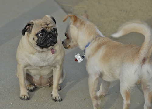 June 3, 2007 Mountain View Dog Park