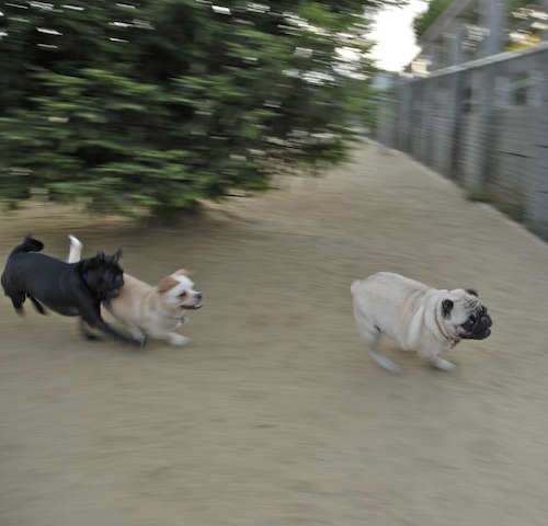 June 3, 2007 Mountain View Dog Park