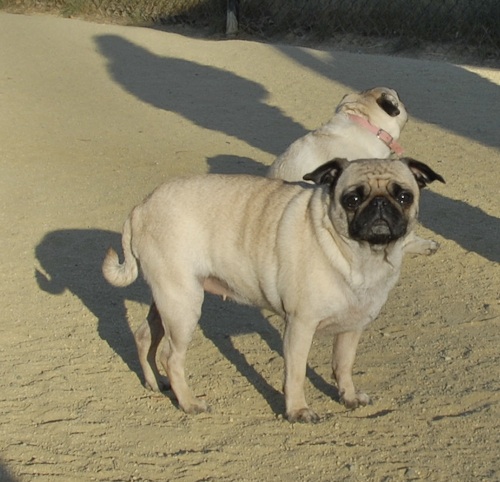 Mountain View Dog Park May 20, 2007