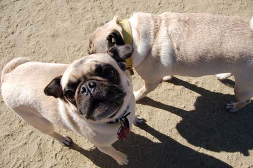 Mountain View Dog Park - March 18, 2007