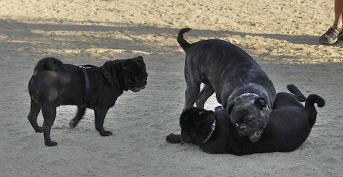June 17, 2007 Mountain View Dog Park