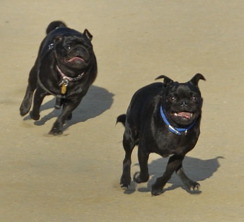 Mountain View Dog Park May 20, 2007