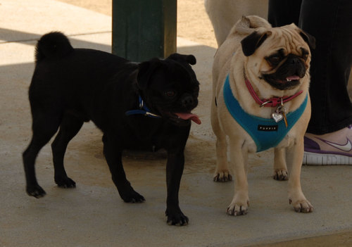 Calypso Returns - April 8, 2007