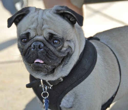 June 17, 2007 Mountain View Dog Park