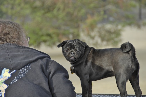 June 3, 2007 Mountain View Dog Park