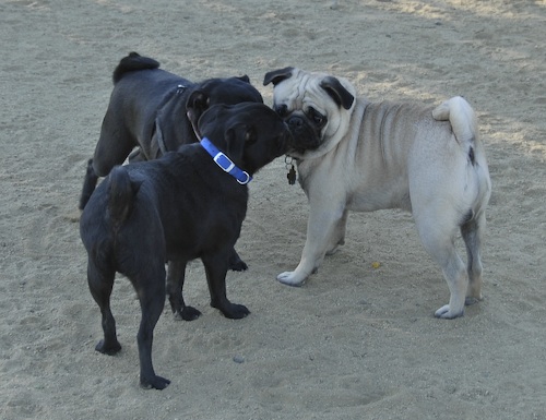 Mountain View Dog Park May 20, 2007