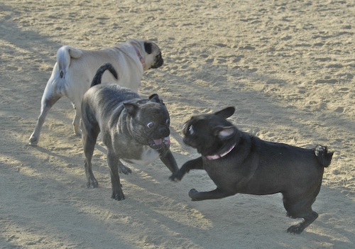 June 17, 2007 Mountain View Dog Park