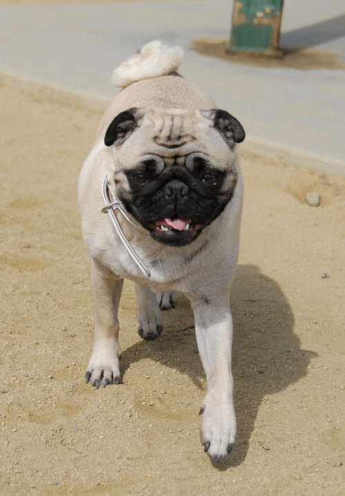 Mountain View Dog Park - April 1, 2007