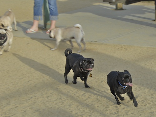June 3, 2007 Mountain View Dog Park