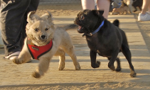 Mountain View Dog Park May 13, 2007