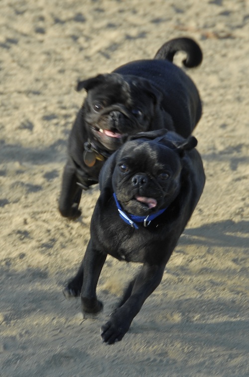 Mountain View Dog Park May 20, 2007