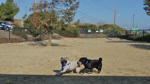 Rio and Sheba return to the Mountain View Dog Park for Fun!