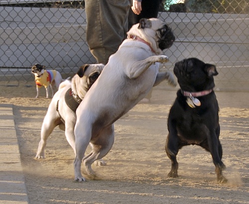 Mountain View Dog Park May 13, 2007