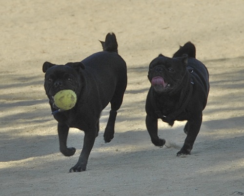 June 17, 2007 Mountain View Dog Park