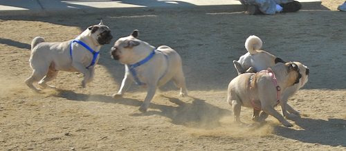 Rio and Sheba at the Mountain View Dog Park - October 21 2007!