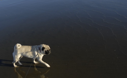 Puppy Play at Ocean Beach