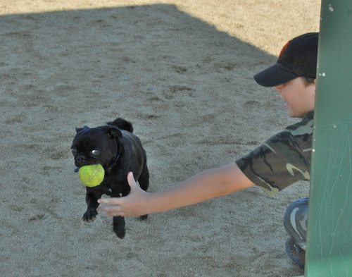 Rio and Sheba return to the Mountain View Dog Park for Fun!