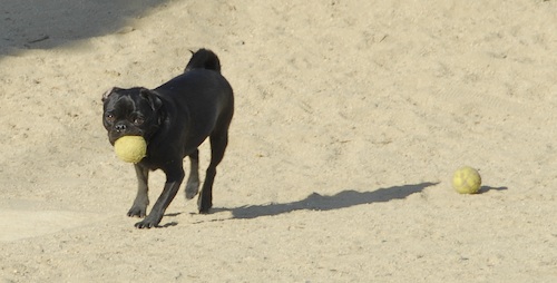 June 17, 2007 Mountain View Dog Park