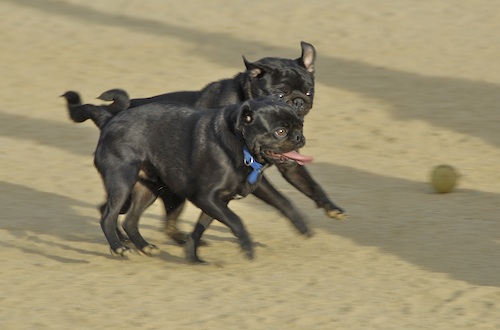 June 3, 2007 Mountain View Dog Park