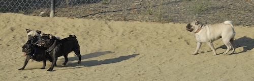 Mountain View Dog Park May 20, 2007