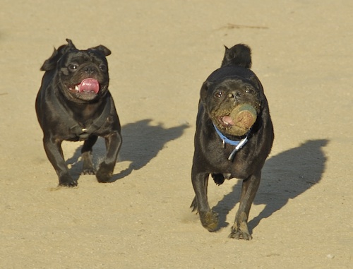 June 17, 2007 Mountain View Dog Park