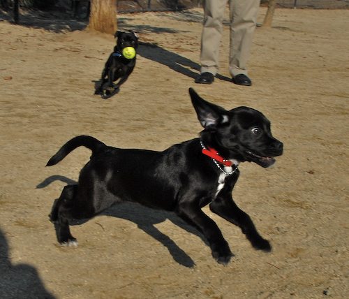 Rio and Sheba return to the Mountain View Dog Park for Fun!