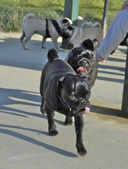 June 17, 2007 Mountain View Dog Park