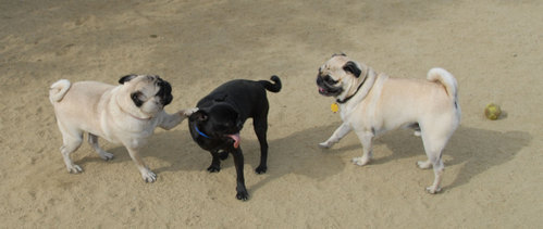 Mountain View Dog Park - April 1, 2007