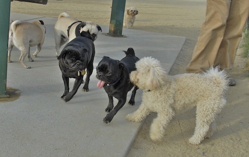 June 3, 2007 Mountain View Dog Park