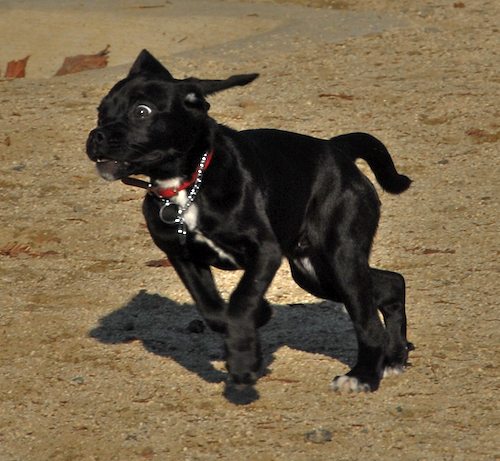 Rio and Sheba return to the Mountain View Dog Park for Fun!