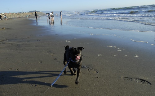 Puppy Play at Ocean Beach