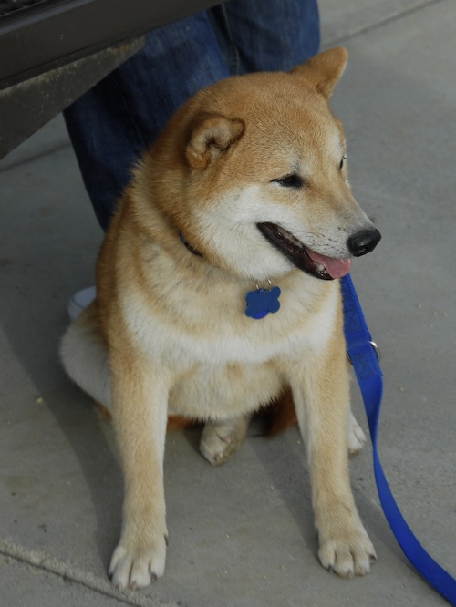 June 3, 2007 Mountain View Dog Park