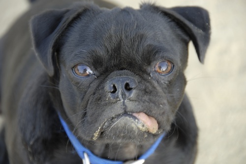 June 3, 2007 Mountain View Dog Park
