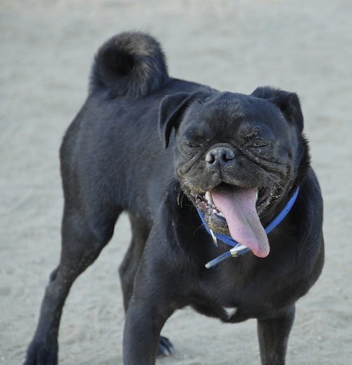 June 17, 2007 Mountain View Dog Park