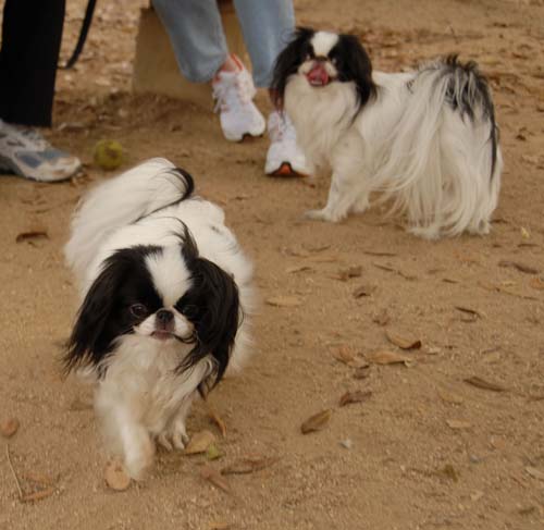 3 years of Sheba in Palo Alto - April 7, 2007