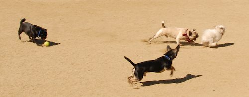 Sheba and Rio return to the Dog Park