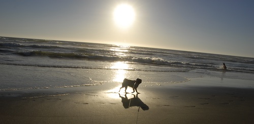 Puppy Play at Ocean Beach