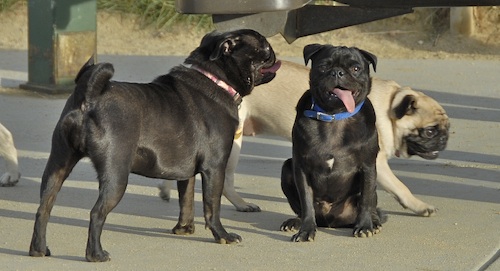 June 3, 2007 Mountain View Dog Park