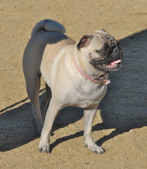Rio and Sheba at the Mountain View Dog Park - October 21 2007!