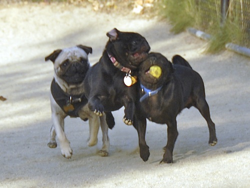 Mountain View Dog Park May 13, 2007