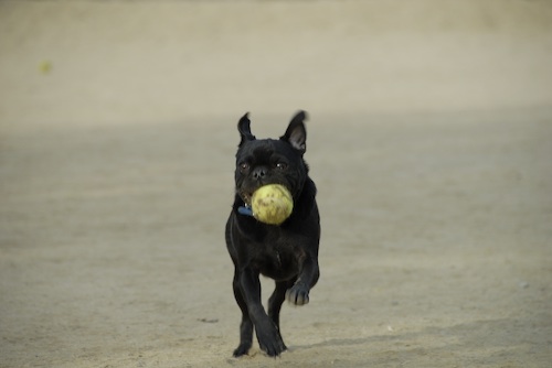 June 3, 2007 Mountain View Dog Park
