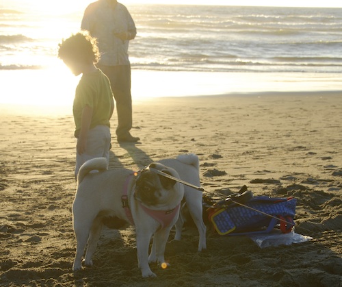Puppy Play at Ocean Beach