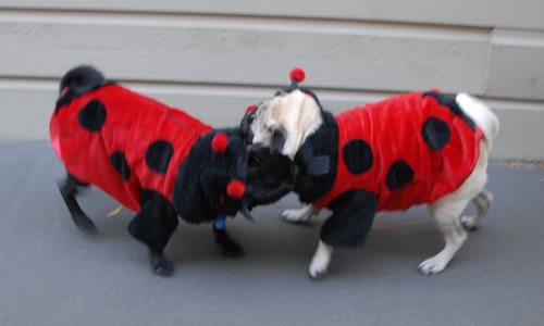 Rio and Sheba Lady Pugs - Happy Halloween - October 31 2007!