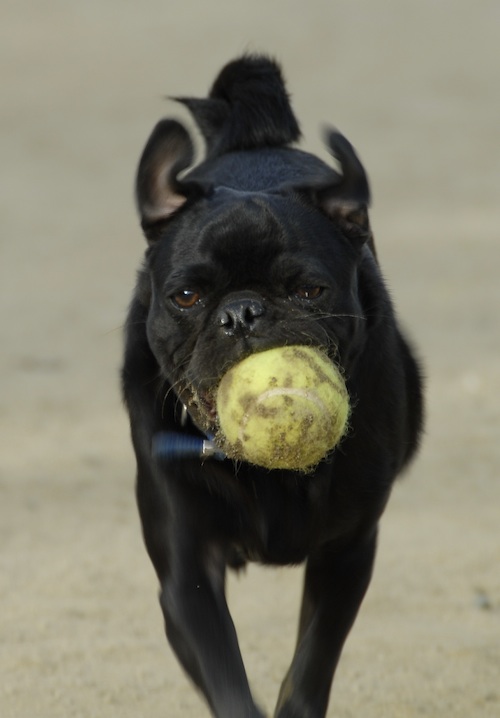 June 3, 2007 Mountain View Dog Park