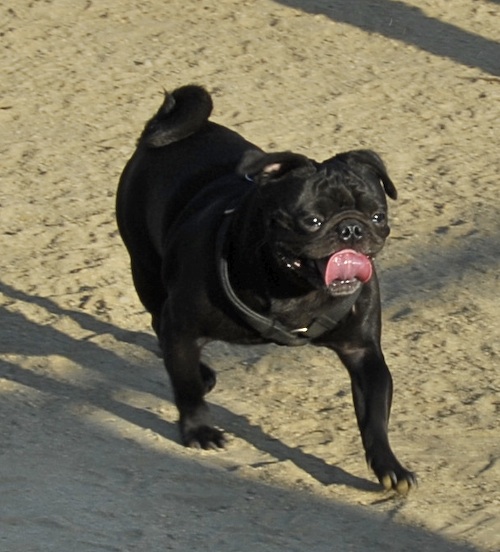 June 17, 2007 Mountain View Dog Park