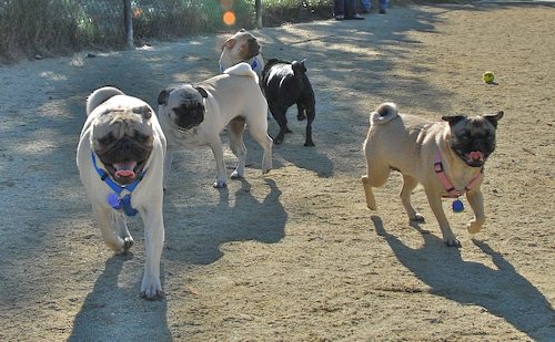 Rio and Sheba at the Mountain View Dog Park - October 21 2007!