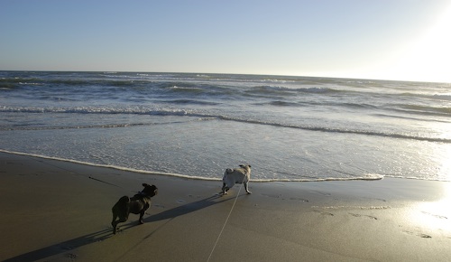Puppy Play at Ocean Beach
